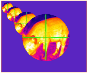 best thermal scope for hog hunting