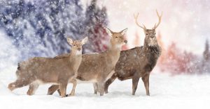 Pros and Cons of Deer Hunting in Cold and Warm Rainy Weather