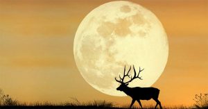 8 Useful Tips When Preparing for the Hunting Season