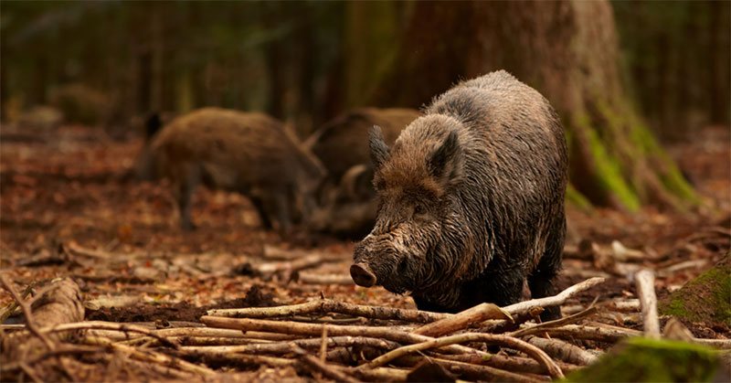 hog hunting tips