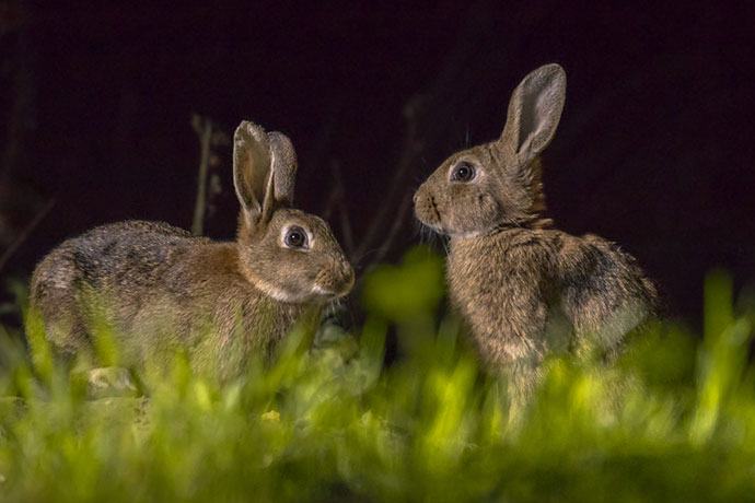 hunting Rabbits at night