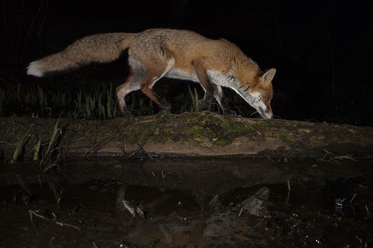 hunting Foxes and Feral Cats at night