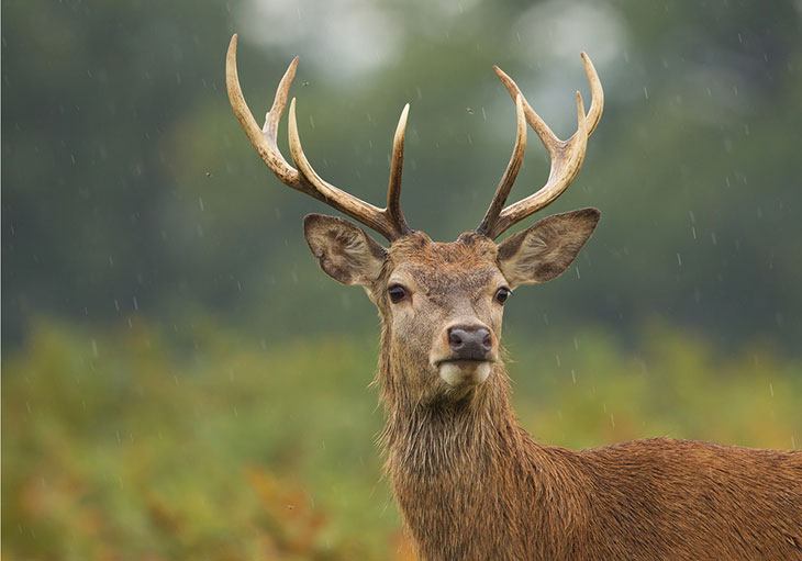 deer hunting season