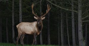Which Animals can You Hunt at Night