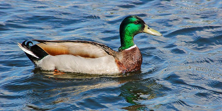  louisiana hunting seasons duck