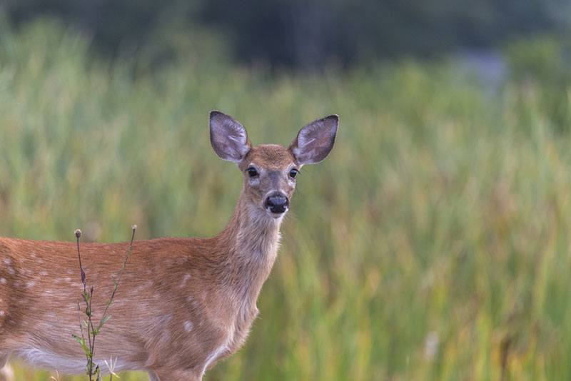 massachusetts deer hunting seasons