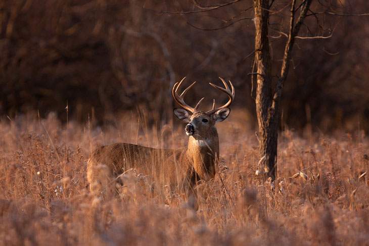 south dakota hunting seasons 2019