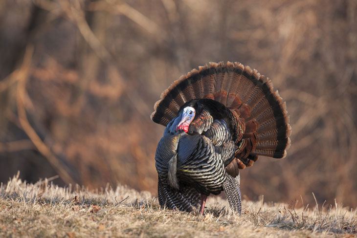 rhode island turkey hunting season