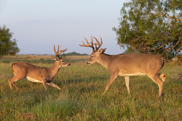 texas hunting seasons and bag limits