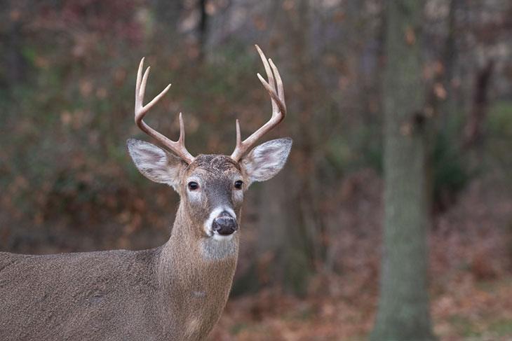 mississippi deer hunting seasons 2019
