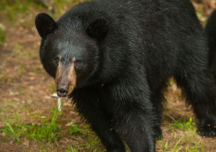 new hampshire bear hunting season