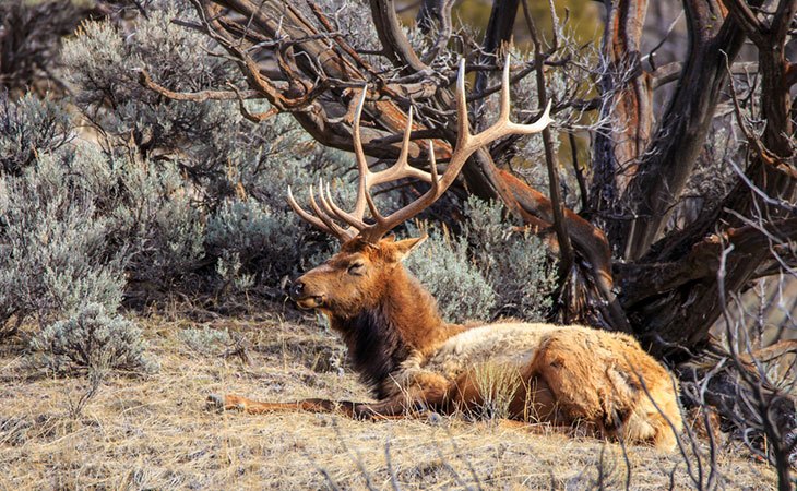 montana hunting seasons and bag limits
