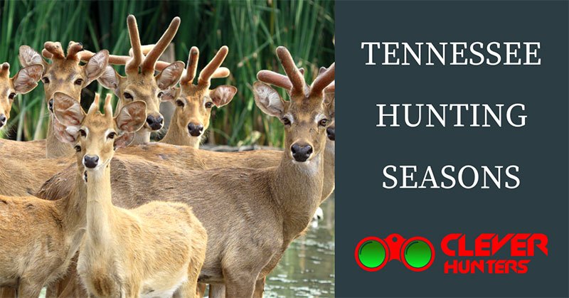 Tennessee Hunting Seasons