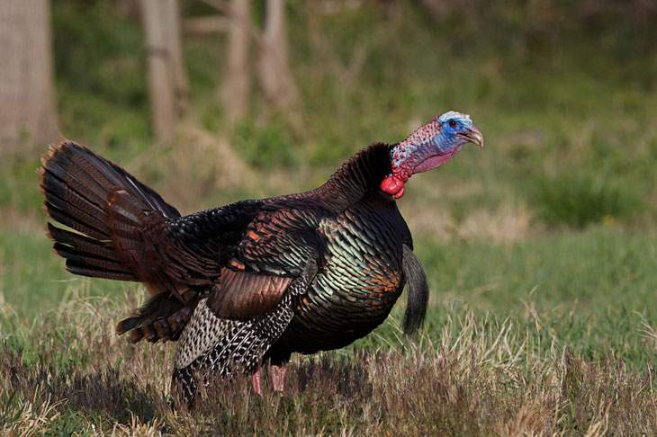 wisconsin turkey hunting seasons
