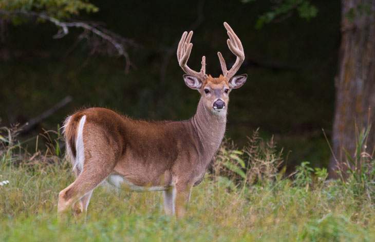 wisconsin deer hunting seasons